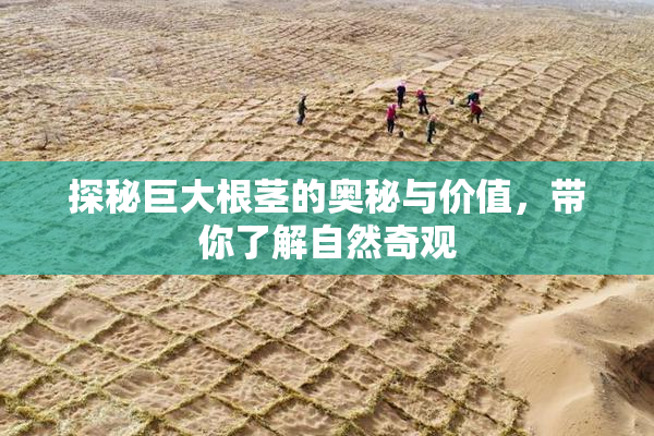 探秘巨大根茎的奥秘与价值，带你了解自然奇观