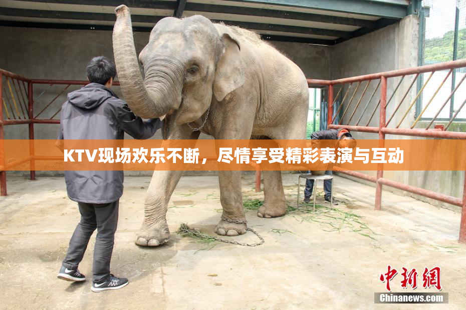 KTV现场欢乐不断，尽情享受精彩表演与互动