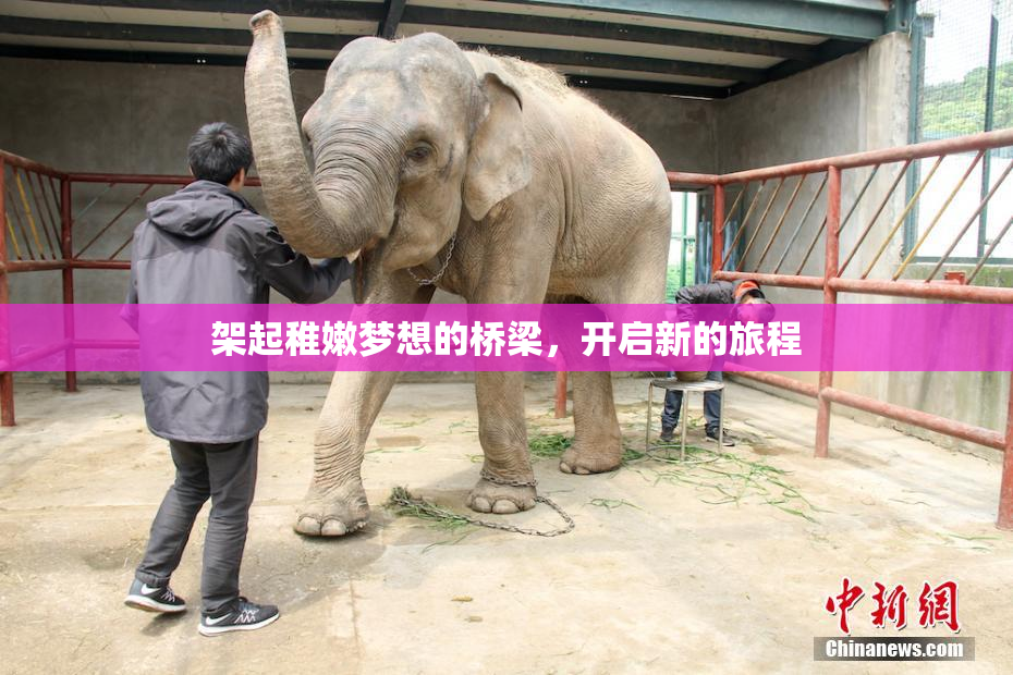 架起稚嫩梦想的桥梁，开启新的旅程