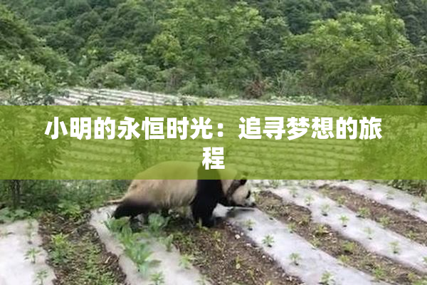 小明的永恒时光：追寻梦想的旅程