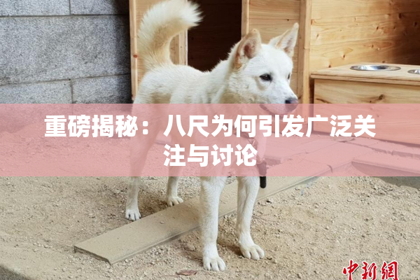 重磅揭秘：八尺为何引发广泛关注与讨论