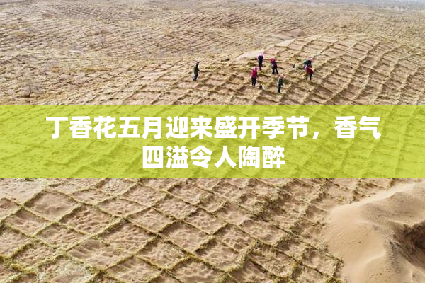 丁香花五月迎来盛开季节，香气四溢令人陶醉