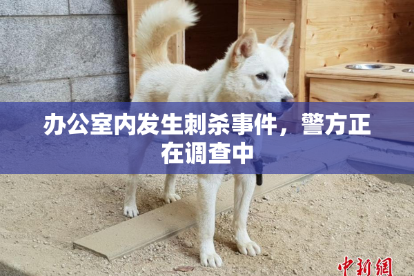办公室内发生刺杀事件，警方正在调查中