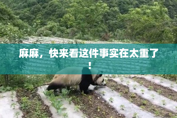 麻麻，快来看这件事实在太重了！