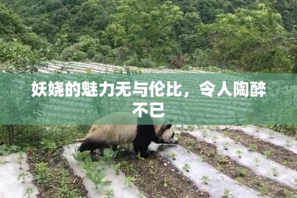 妖娆的魅力无与伦比，令人陶醉不已