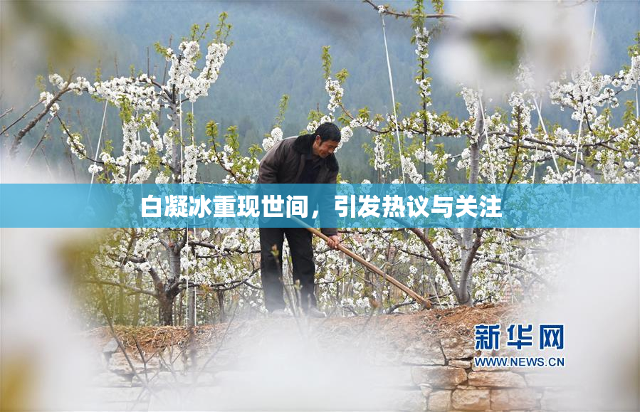 白凝冰重现世间，引发热议与关注