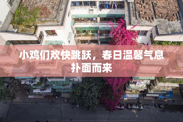 小鸡们欢快跳跃，春日温馨气息扑面而来