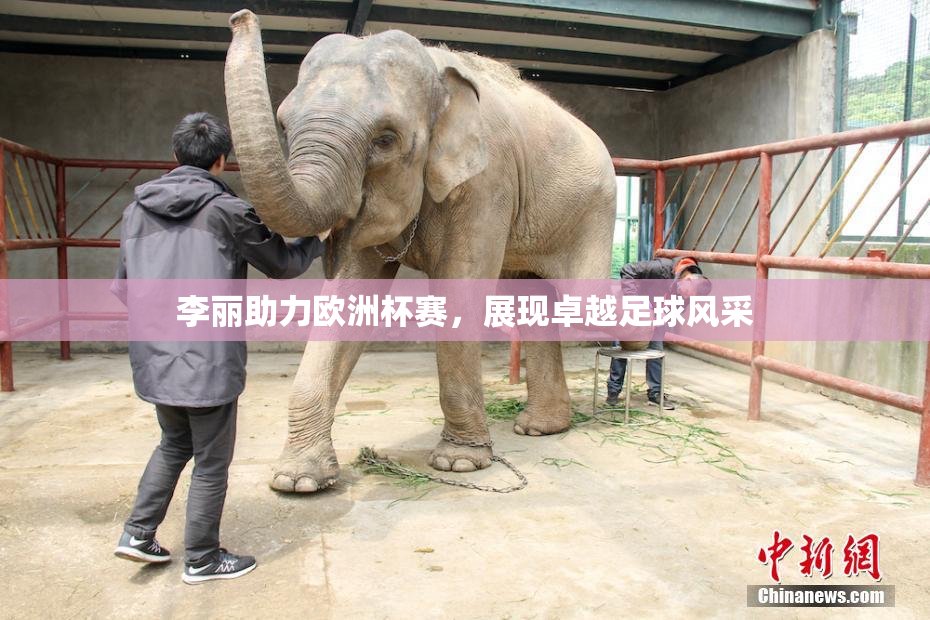 李丽助力欧洲杯赛，展现卓越足球风采
