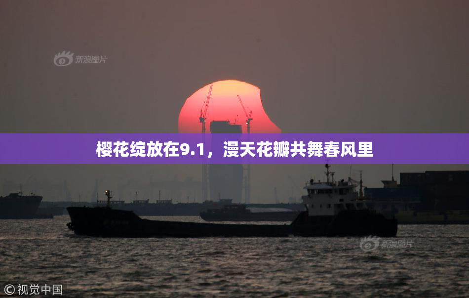 樱花绽放在9.1，漫天花瓣共舞春风里