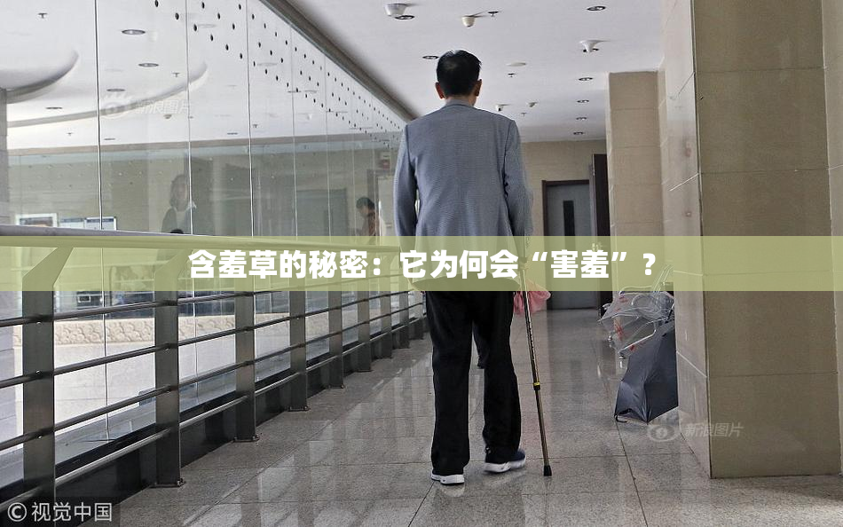 含羞草的秘密：它为何会“害羞”？