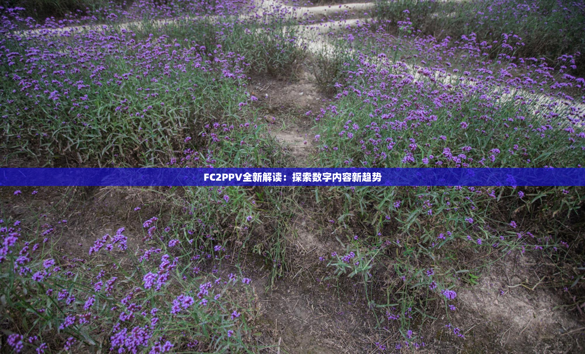 FC2PPV全新解读：探索数字内容新趋势