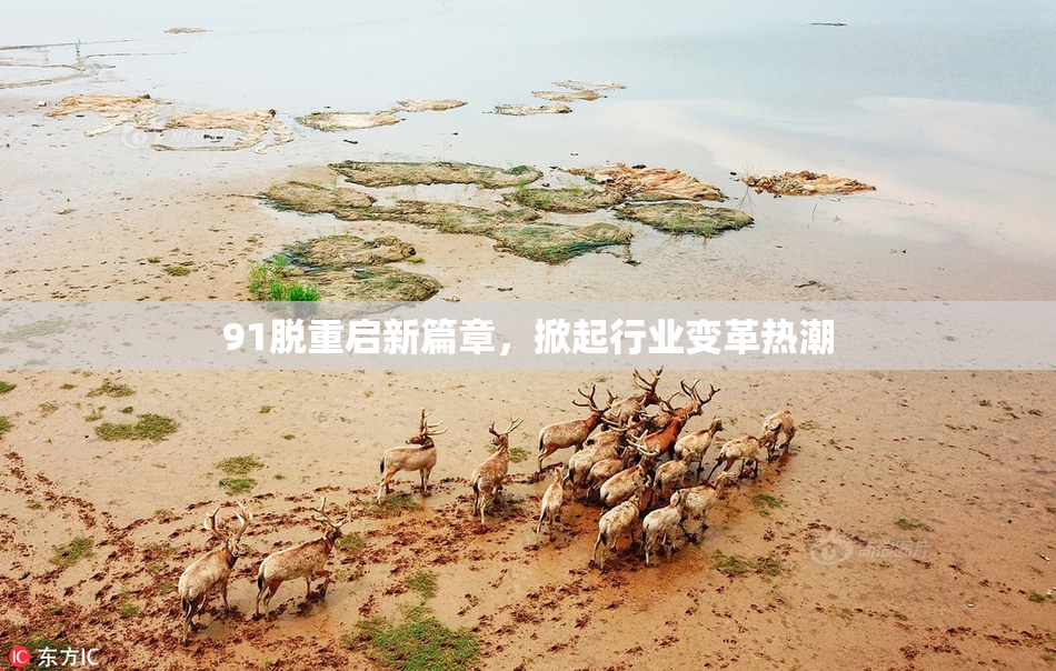 91脱重启新篇章，掀起行业变革热潮