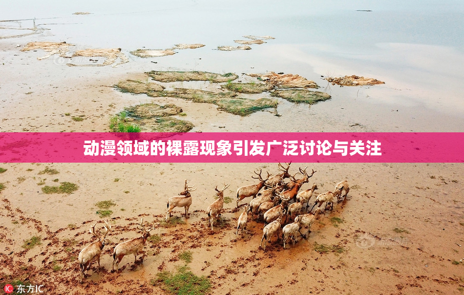 动漫领域的裸露现象引发广泛讨论与关注