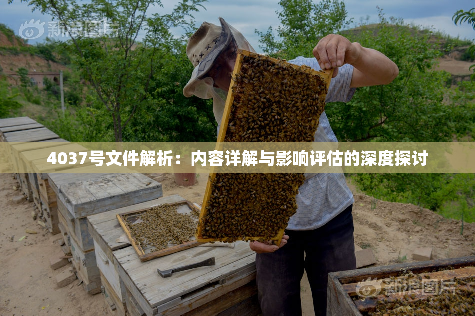 4037号文件解析：内容详解与影响评估的深度探讨