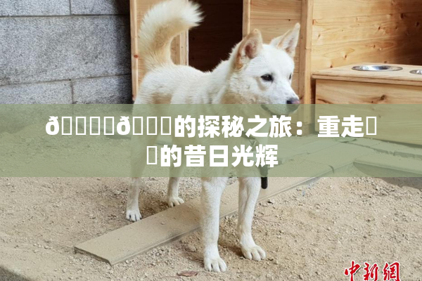 🔞‌🍌的探秘之旅：重走❌‌的昔日光辉
