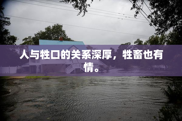 人与牲口的关系深厚，牲畜也有情。