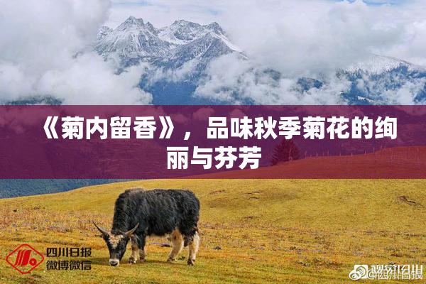 《菊内留香》，品味秋季菊花的绚丽与芬芳