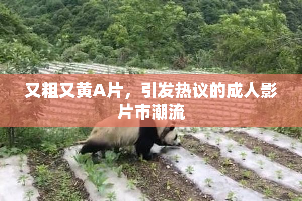 又粗又黄A片，引发热议的成人影片市潮流