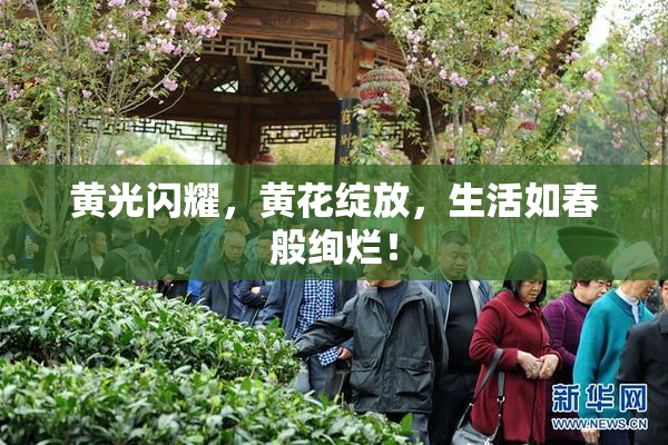 黄光闪耀，黄花绽放，生活如春般绚烂！