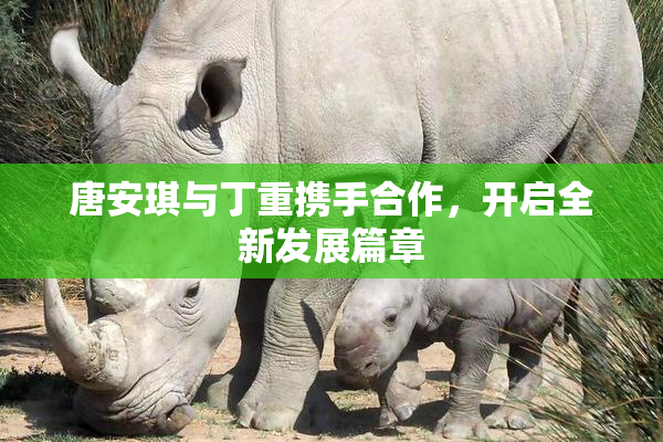 唐安琪与丁重携手合作，开启全新发展篇章