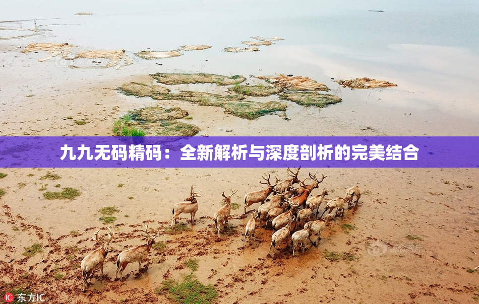 九九无码精码：全新解析与深度剖析的完美结合