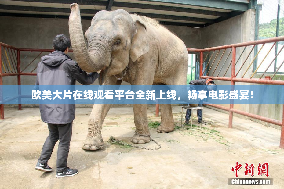 欧美大片在线观看平台全新上线，畅享电影盛宴！