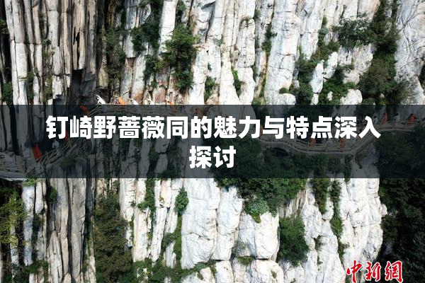 钉崎野蔷薇同的魅力与特点深入探讨