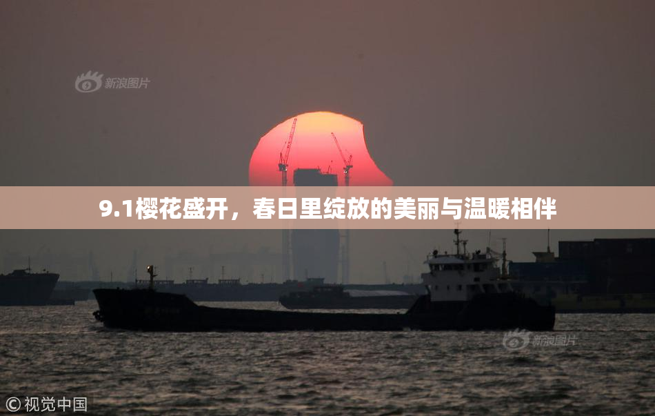 9.1樱花盛开，春日里绽放的美丽与温暖相伴