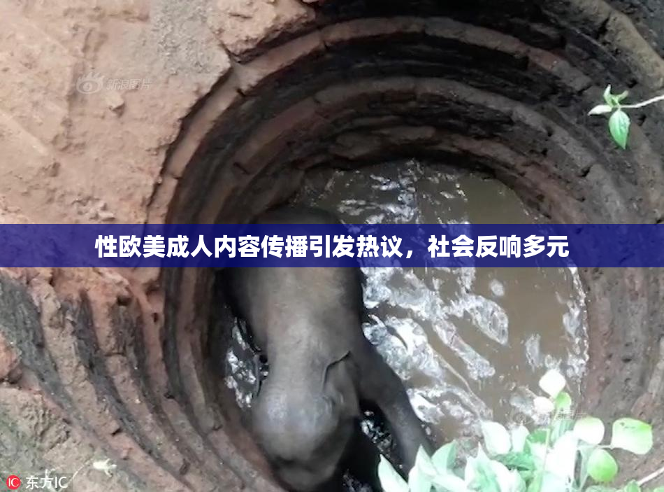 性欧美成人内容传播引发热议，社会反响多元