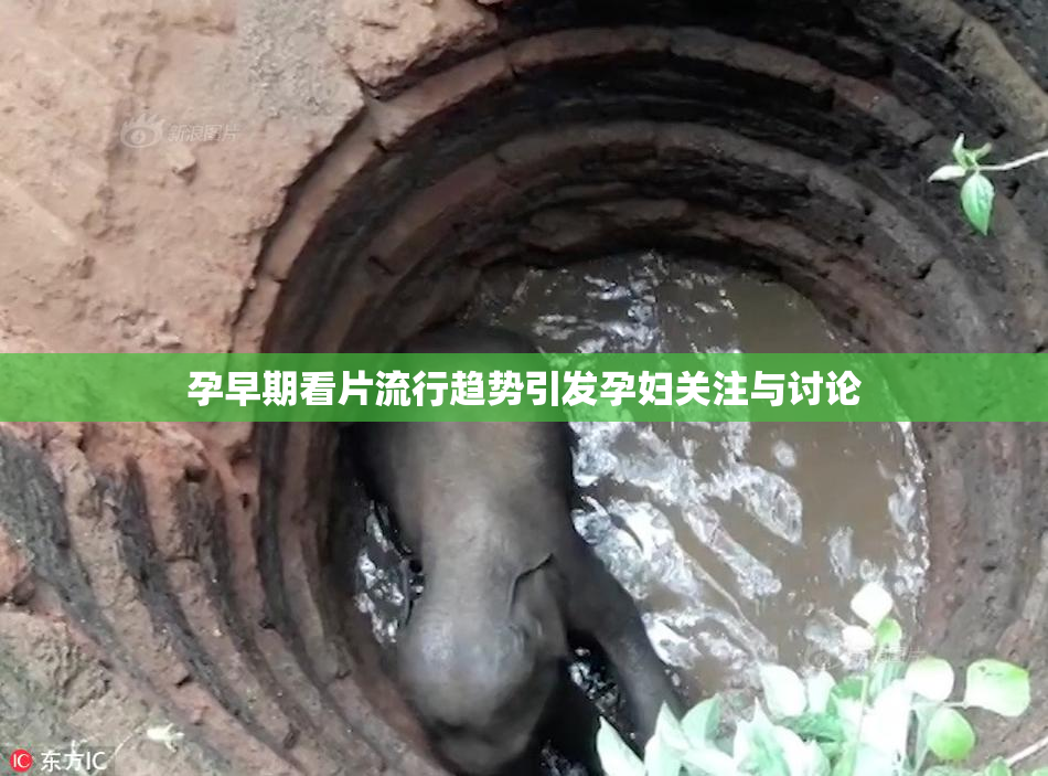 孕早期看片流行趋势引发孕妇关注与讨论