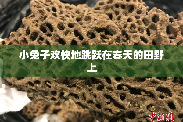小兔子欢快地跳跃在春天的田野上