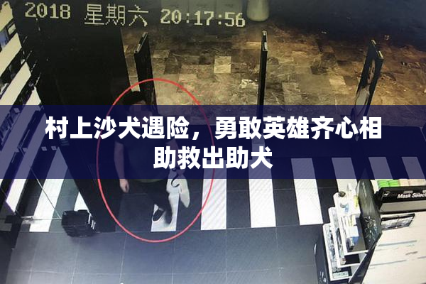 村上沙犬遇险，勇敢英雄齐心相助救出助犬
