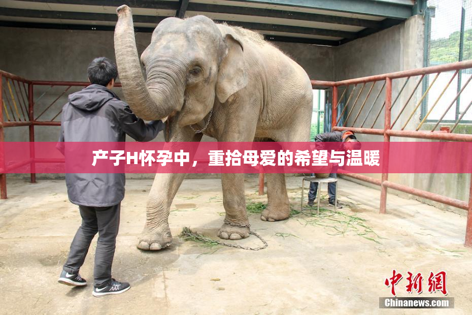 产子H怀孕中，重拾母爱的希望与温暖