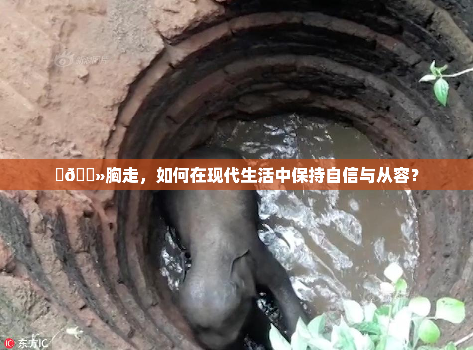 ‌🐻胸走，如何在现代生活中保持自信与从容？