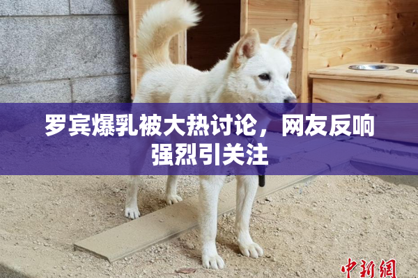 罗宾爆乳被大热讨论，网友反响强烈引关注
