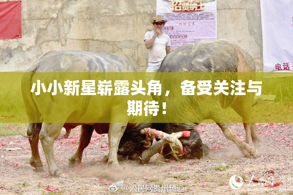 小小新星崭露头角，备受关注与期待！