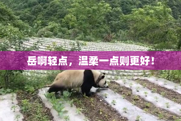 岳啊轻点，温柔一点则更好！