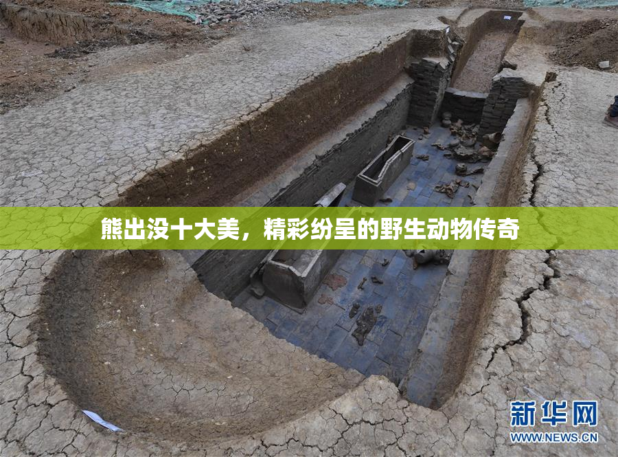 熊出没十大美，精彩纷呈的野生动物传奇