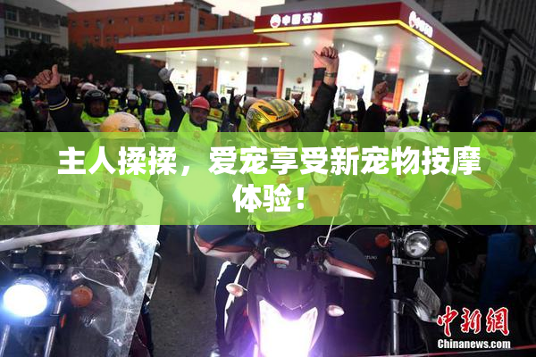 主人揉揉，爱宠享受新宠物按摩体验！