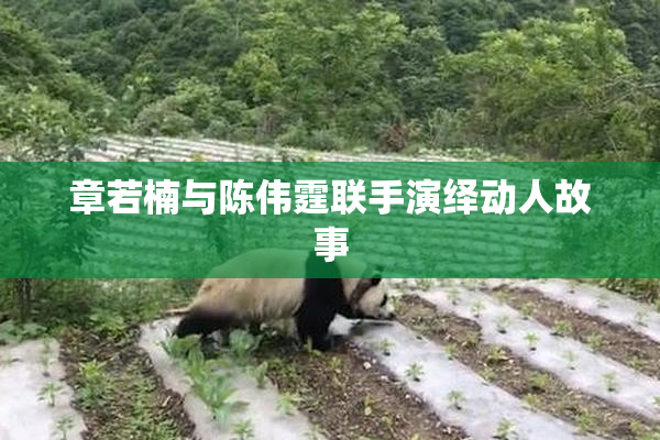 章若楠与陈伟霆联手演绎动人故事