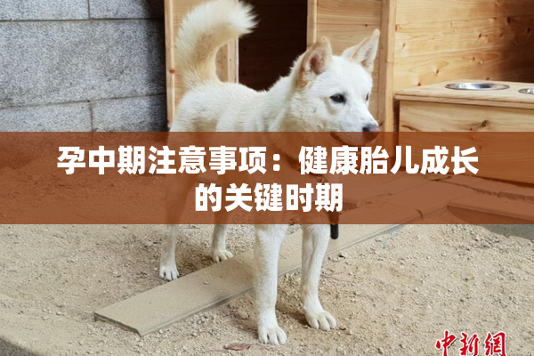 孕中期注意事项：健康胎儿成长的关键时期