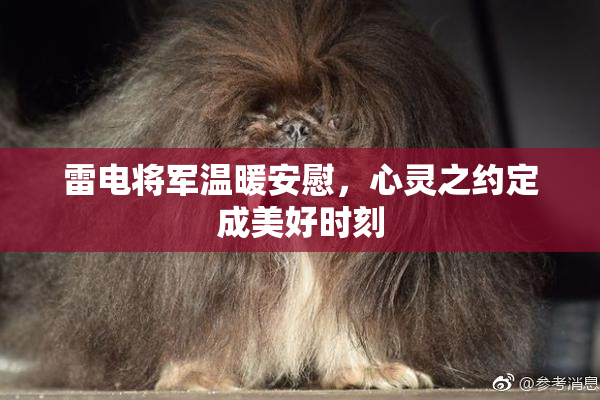 雷电将军温暖安慰，心灵之约定成美好时刻