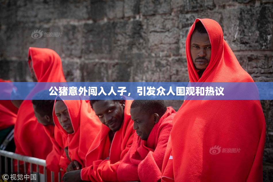 公猪意外闯入人子，引发众人围观和热议