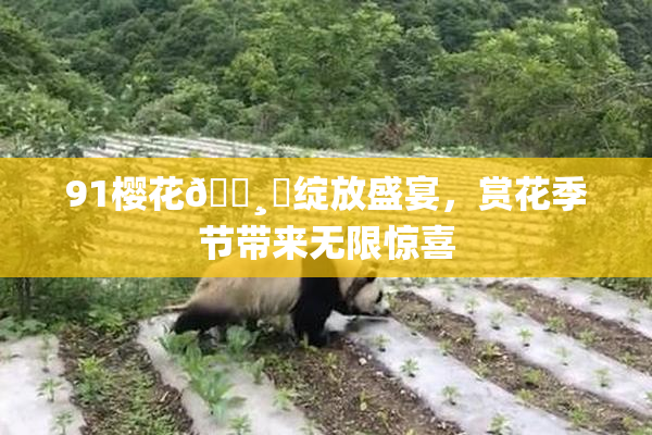 91樱花🌸‌绽放盛宴，赏花季节带来无限惊喜