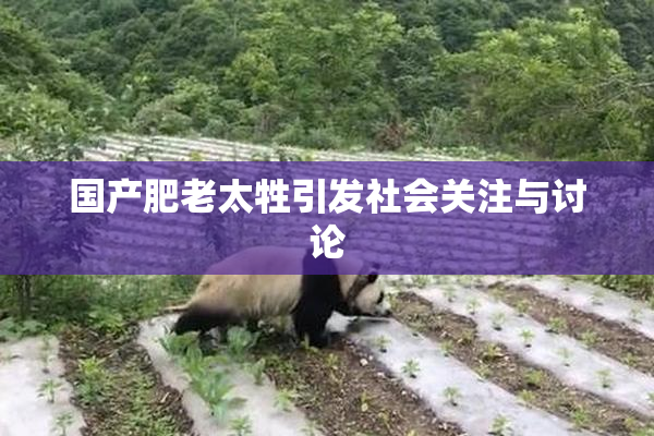 国产肥老太牲引发社会关注与讨论