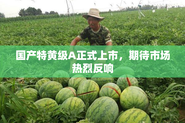 国产特黄级A正式上市，期待市场热烈反响