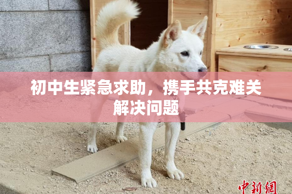初中生紧急求助，携手共克难关解决问题