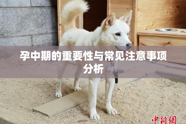 孕中期的重要性与常见注意事项分析
