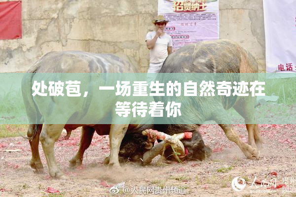 处破苞，一场重生的自然奇迹在等待着你
