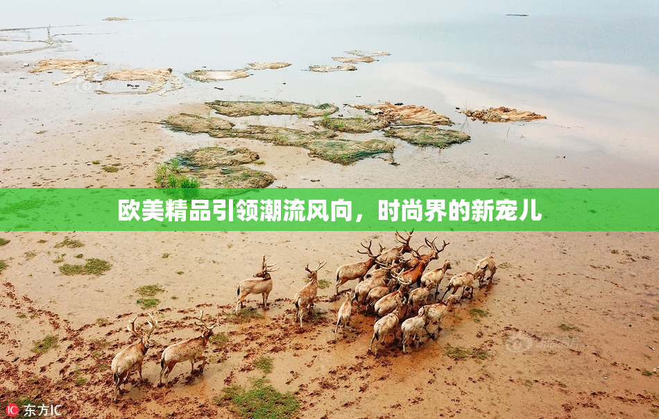 欧美精品引领潮流风向，时尚界的新宠儿